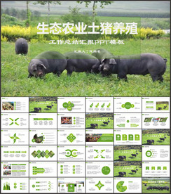 养猪养殖场畜牧PPT