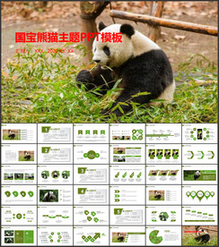 保护动物吃竹子国宝熊猫野生动物