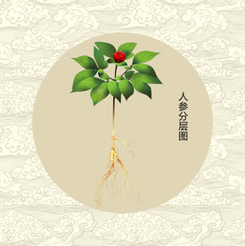 人参插画