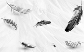 高档 简约羽毛画 TIF分层