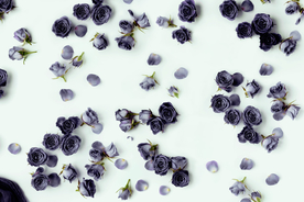 高档黑玫瑰装饰画