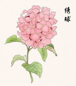 手绘绣球花