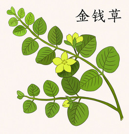 手绘金钱草