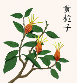 手绘黄栀子