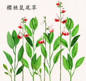 手绘樱桃鼠尾草