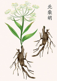 草药北柴胡手绘素材