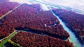 江苏扬州：千亩水杉林 美景让人