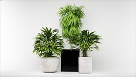 三盆室内观赏植物