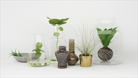 一组装饰观赏植物