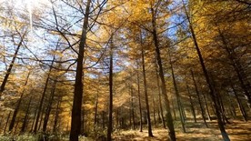 重庆：巴山明珠雪宝山