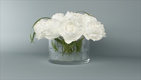 一盆白牡丹白芍药