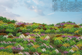 林相改造设计效果图