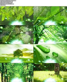 绿叶对根的情意-毛阿敏