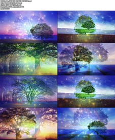 经典通用《致橡树》朗诵背景