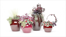 一组艳丽的观赏性植物