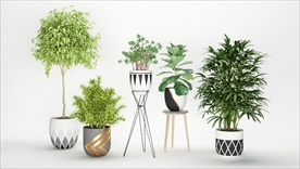 五盆观赏性绿色植物