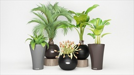 一组绿色观赏性植物集合