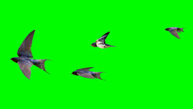 高清燕子动画素材