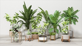 一组绿色观赏装饰植物