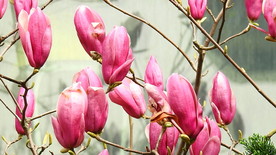 春天紫玉兰花实拍视频