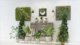 现代绿色观赏植物组合