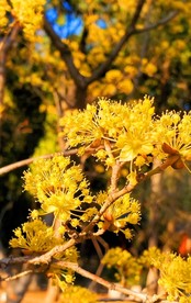 黄花 金色花 花视频 抖音素材