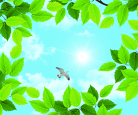 蓝天白云绿叶背景