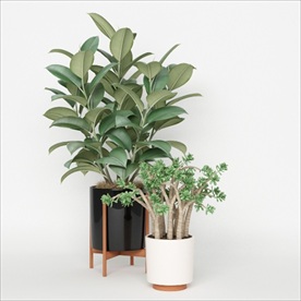 两盆绿色观赏性植物