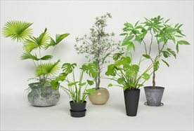 一组绿色观赏性植物集