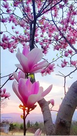 玉兰 春天 抖音视频 原拍视频