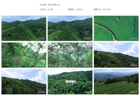 生态白茶茶园 采茶 晒茶 白茶