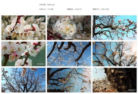 唯美小清新春天杏花蜜蜂粉色