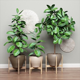 三盆绿色观赏性植物