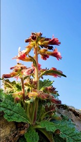 地黄视频 小视频 抖音 原拍