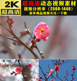 红梅梅花盛开新春祝福实拍视频