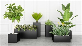 观赏性绿色植物