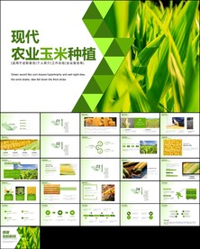 农业产品农场水稻玉米PPT模板