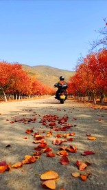 仗剑天涯 摩托车 抖音视频