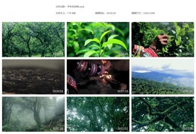 千年古茶树普洱茶