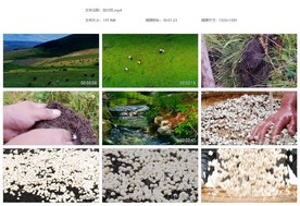 挖川贝中药材川贝种植基地