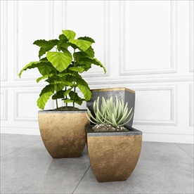 芦荟和绿色植物