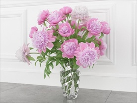 粉红色月季芍药