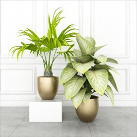 两盆绿色观赏性植物