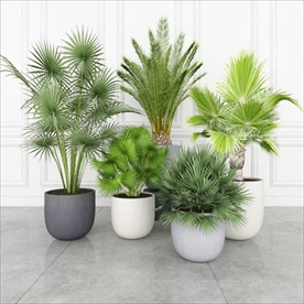 一组绿色观赏植物