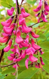 槐花 抖音小视频