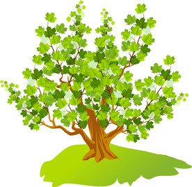 枫叶树 绿树 枫叶