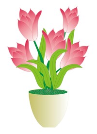 郁金香 鲜花 花草 盆景 植物