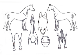 马剪影 血统证书