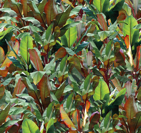 芭蕉叶背景壁纸