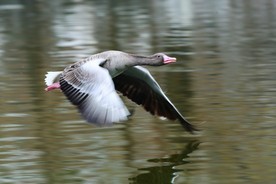 一群大雁的成长过程